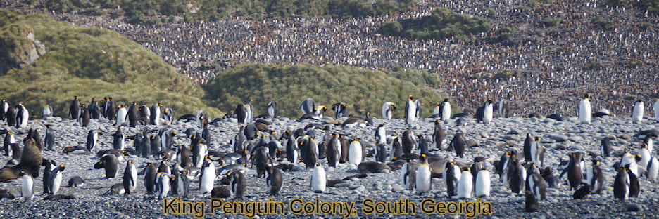 King Penguins, South Georgia