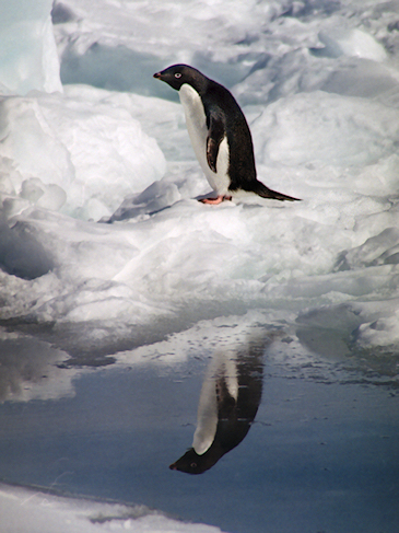 Adelie_CHAdeliePenguins18_m_g.jpg - Adelie Penguin, Cape Hallett, Ross Sea, Antarctica - photo by Carole-Anne Fooks