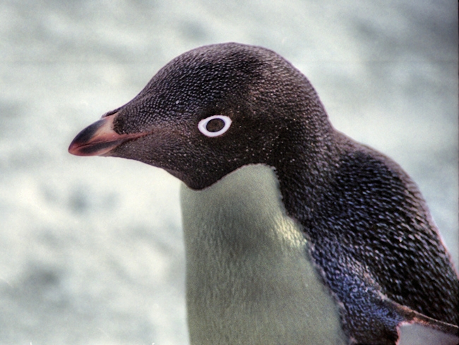 Adelie_CapeAdareAdeliePenguins9_g.jpg - Adelie Penguin, Cape Adare, Ross Sea, Antarctica - photo by Carole-Anne Fooks