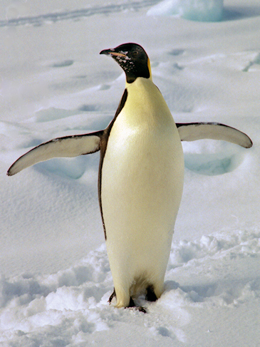 PENGUIN PAGE Emperor Penguin photo by CaroleAnne Fooks