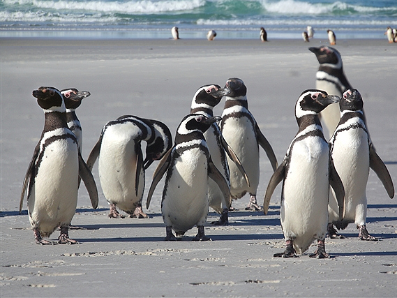 Magellanic_SaundersIs_MagallenicPenguins_3232_m.jpg - Magellanic Penguins, Saunders Island, Falklands - photo by Carole-Anne Fooks