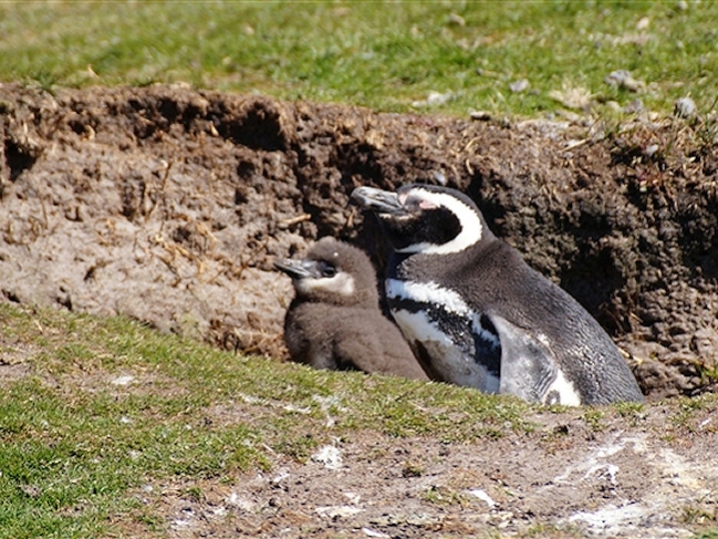 Magellanic_Saunders__Penguin_Magellanic_DSC05625.jpg - Magellanic Penguin with Chick in burrow, Saunders Island, Falklands - photo by Geoffrey Higges