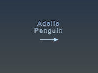 Adelie Penguin Title Page