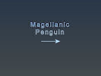 Magellanic Penguin Title Page