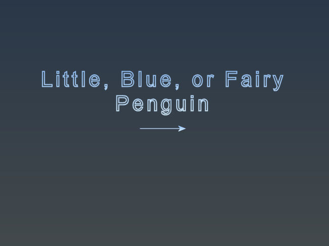 Fairy Penguins