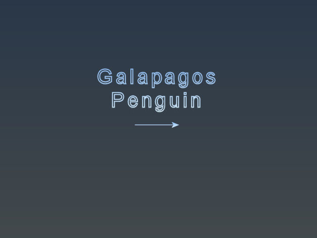 Galapagos Penguins