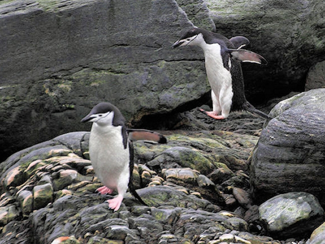 Chinstrap_Day14_ElephIs_CLookout__5641.jpg - Chinstrap Penguins, Elephant Island, South Shetlands - photo by Carole-Anne Fooks