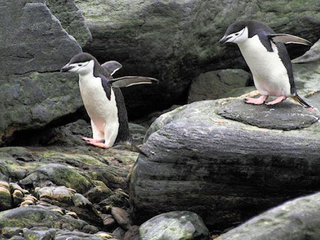 Chinstrap_Day14_ElephIs_CLookout__5642.jpg - Chinstrap Penguins, Elephant Island, South Shetlands - photo by Carole-Anne Fooks