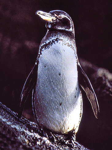 Galapagos Penguin, Santiago Islands, Galapagos - photo by Carole-Anne Fooks