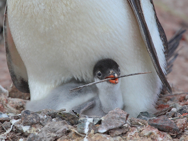 Gentoo_TrinityIsland_Gentoos_3582.jpg - Gentoo Penguin with precocious Chick, Saunders Island, Faulklands - photo by Carole-Anne Fooks