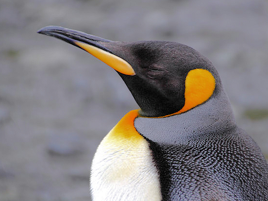 King_SGeorgia_Day9_RWBay_Kings_5376.jpg - King Penguin, Right Whale Bay, South Georgia - photo by Carole-Anne Fooks
