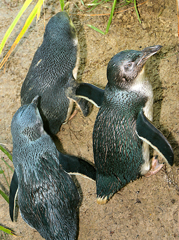 Fairy Penguins - Little Penguins, South Australia - photo by Carole-Anne Fooks