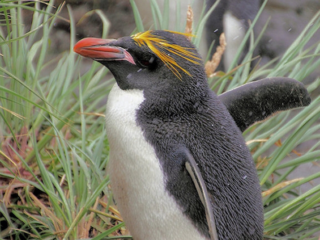 Macaroni_SGeorgia_Day10_CBay_Macaronis_5437.jpg - Macaroni Penguin, Cooper Bay, South Georgia - photo by Carole-Anne Fooks