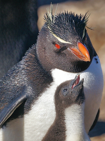 Rockhopper_Saunders__Penguin_Rockhopper_DSC05700.jpg - Rockhopper Penguin, Saunders Island, Falklands - photo by Geoffrey Higges