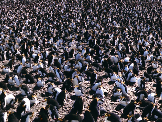 Royal_RoyalPenguinsColonyB.jpg - A small part of a Royal Penguin Rookery, Macquarie Island, Australia - photo by Carole-Anne Fooks