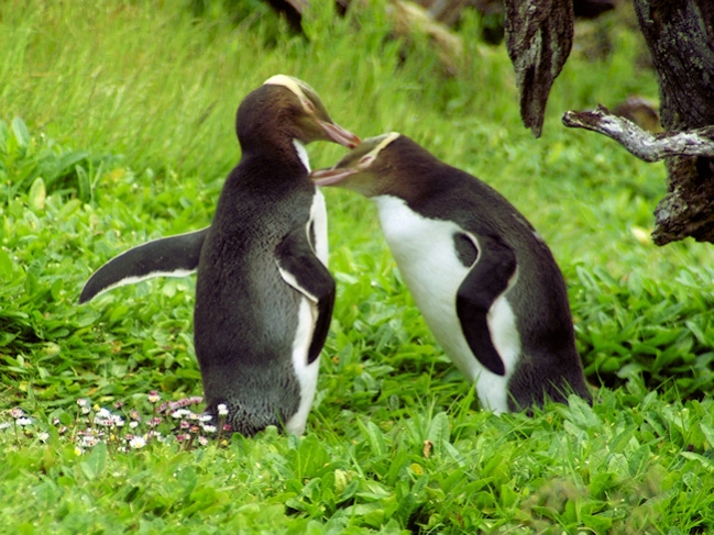 Yellow-eyed_EnderbyIslandYellowEyedPenguins9_g.jpg - Yellow-eyed Penguins, Enderby Island, New Zealand - photo by Carole-Anne Fooks